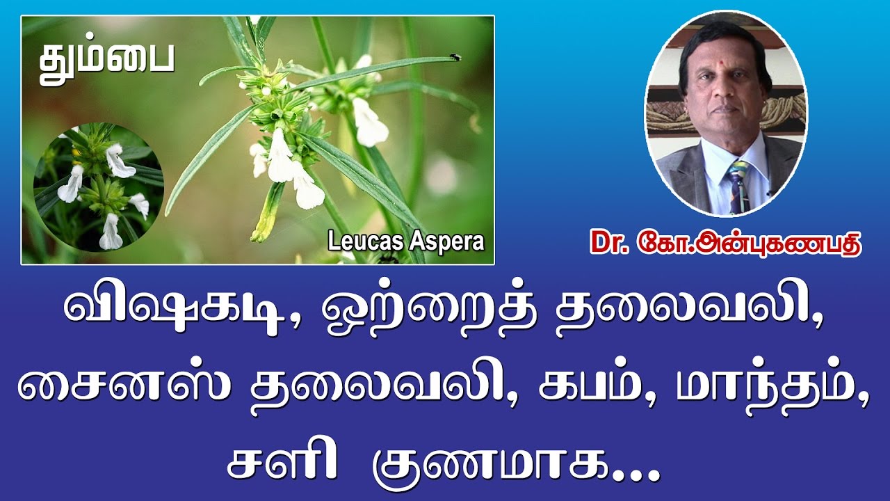 ஒற்றைத் தலைவலி, சைனஸ் தலைவலி, கபம், மாந்தம் குணமாக - தும்பை | Thumbai poo uses in Tamil