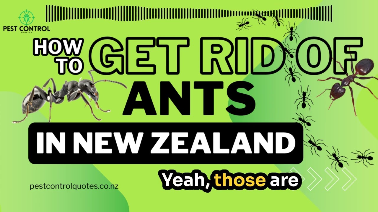 How to Get Rid of Ants in NZ 🐜 | Best Ant Control Tips & Prevention!