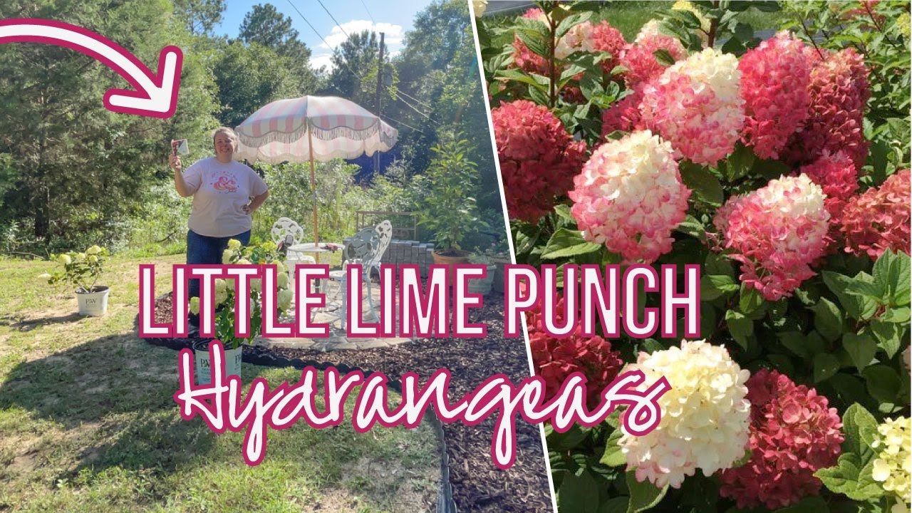 Planting Little Lime Punch Hydrangeas in FULL Sun! (Hydrangeas in the South!)