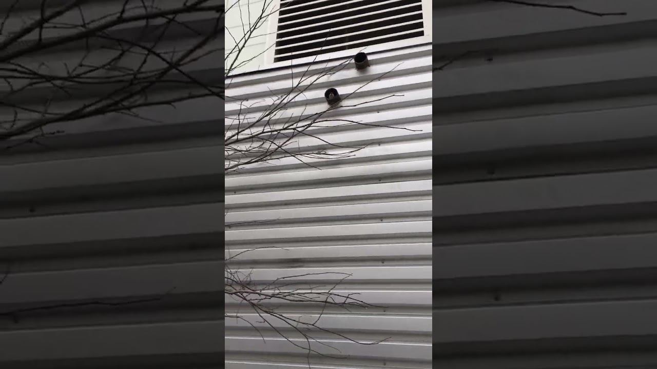 Sparrow making home in pipe toronto march 3, 2023