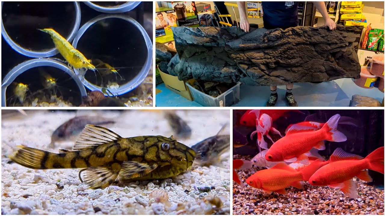 Nols Akvariehobby, fredagsklipp V. 22, 2024 - Mbuna-rea, nytt från BTN och dammfisk!