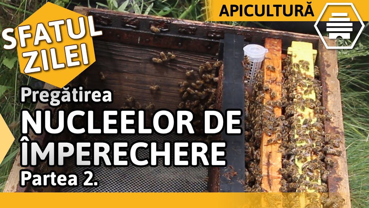 Pregătirea NUCLEELOR DE ÎMPERECHERE - Partea 2. [Sfatul zilei]