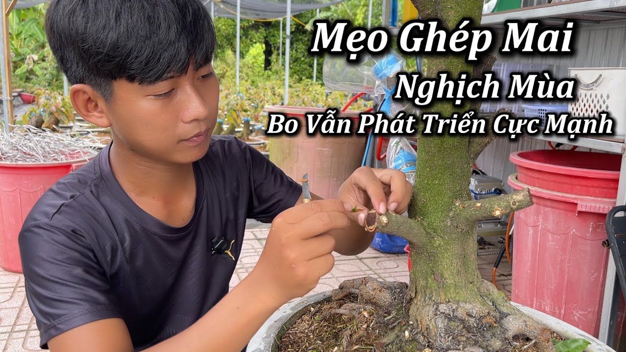 Mẹo Ghép Mai Nghịch Mùa Bo Vẫn Phát Triển Cực Mạnh - Mai Vàng Duy Hiếu