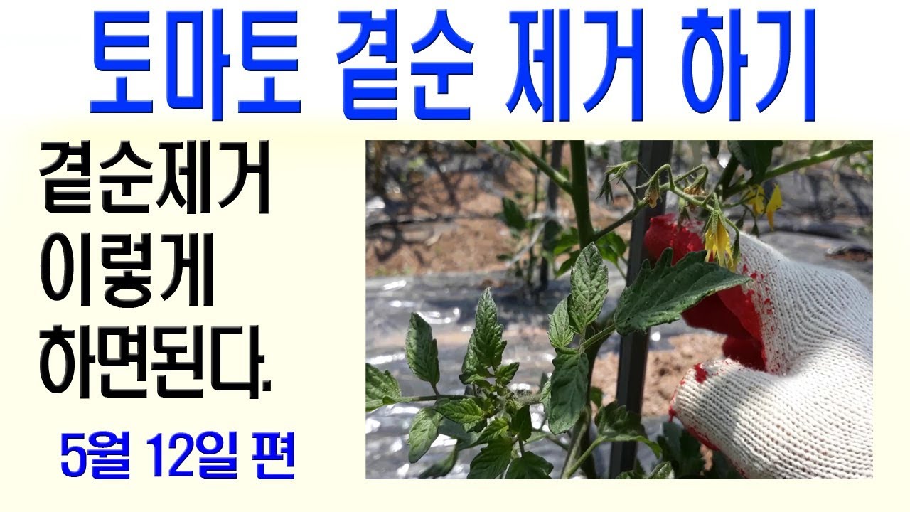 토마토곁순제거 방법 토마토재배방법 토마토순지르기 토마토곁순따기