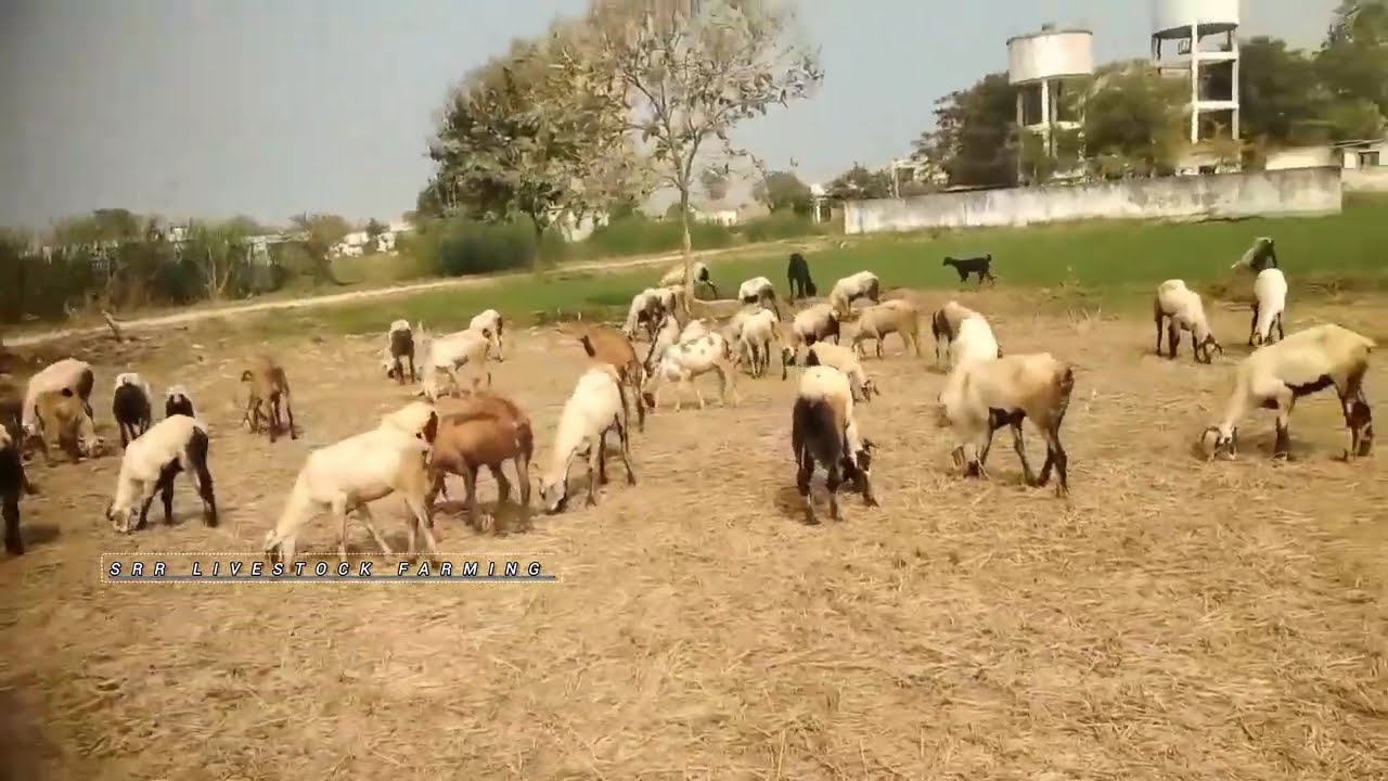 SHEEP FARMING IN TELUGU IN TELANGANA