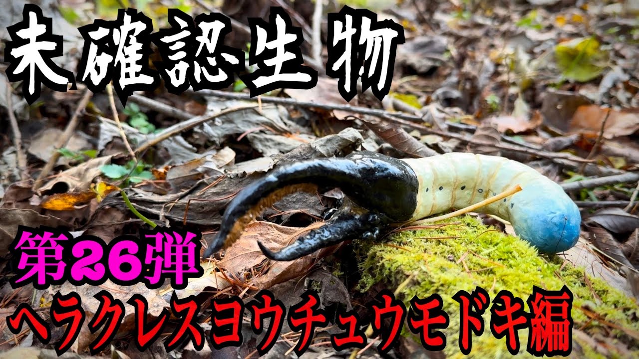 【未確認生物】ヘラクレスヨウチュウモドキ見つけるまで帰れません！！！！