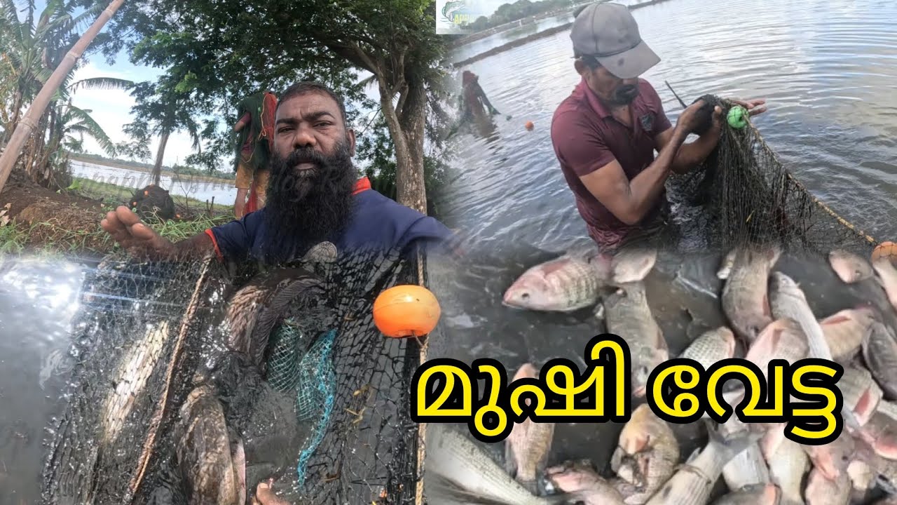 #all #fish #allfish #kerala #kuttanadanfishing #india #indiafishing #reallife #realfishing #fishing
