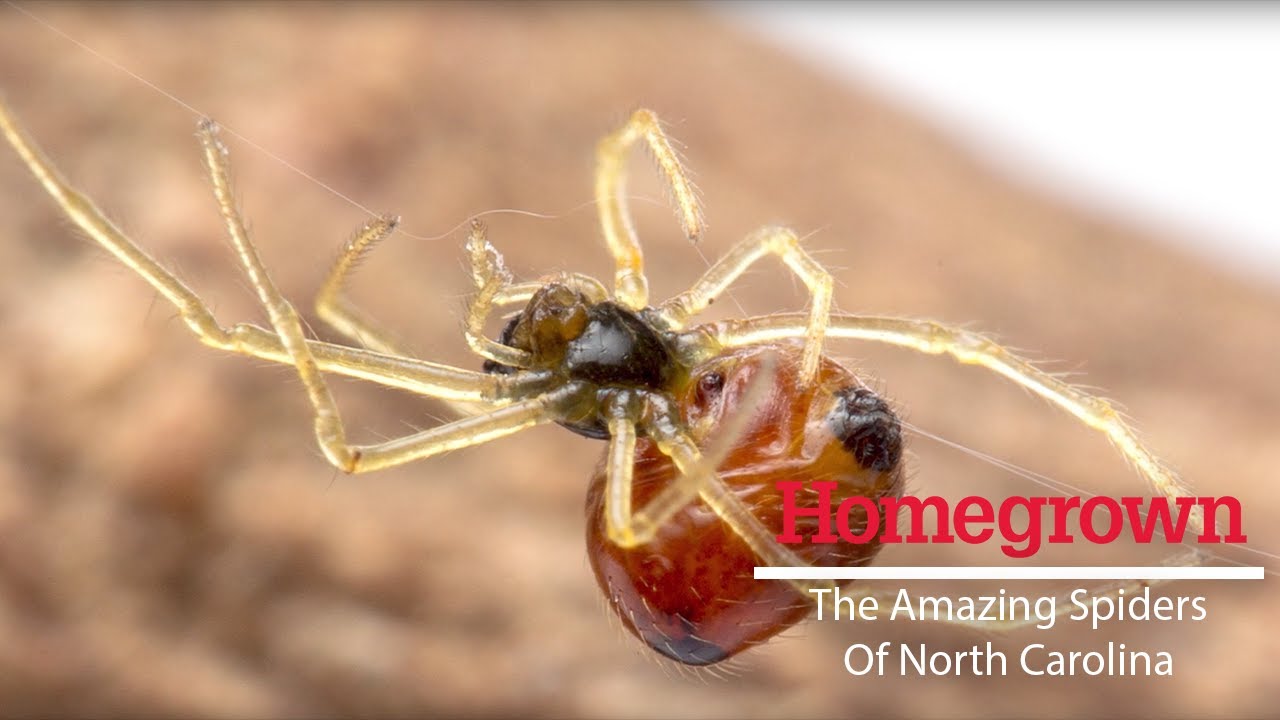 Homegrown | The Amazing Spiders of North Carolina
