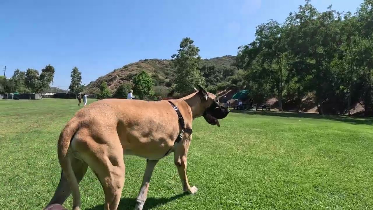 Cash 2.0 Great Dane at the Laguna Beach Dog Park 2023