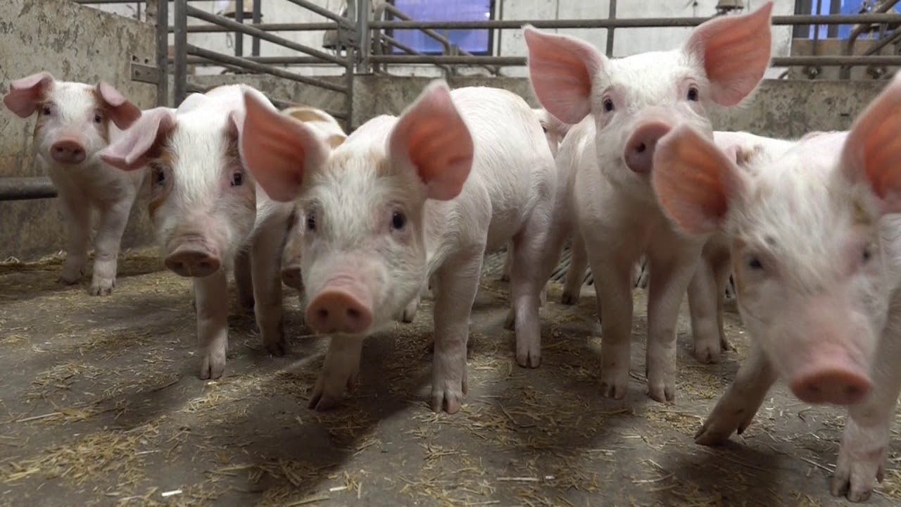 Schweinehaltung in Schweden