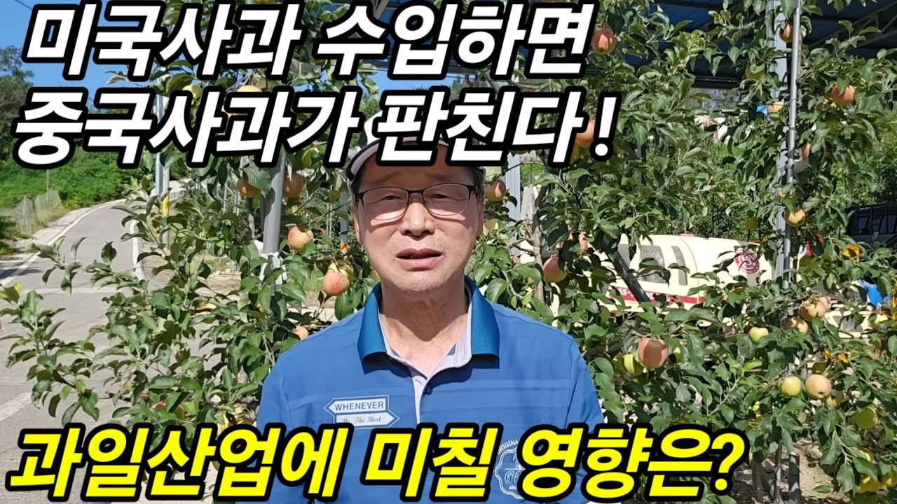 미국사과 수입하면 중국사과 들어오고 과수산업 초토화되는 이유