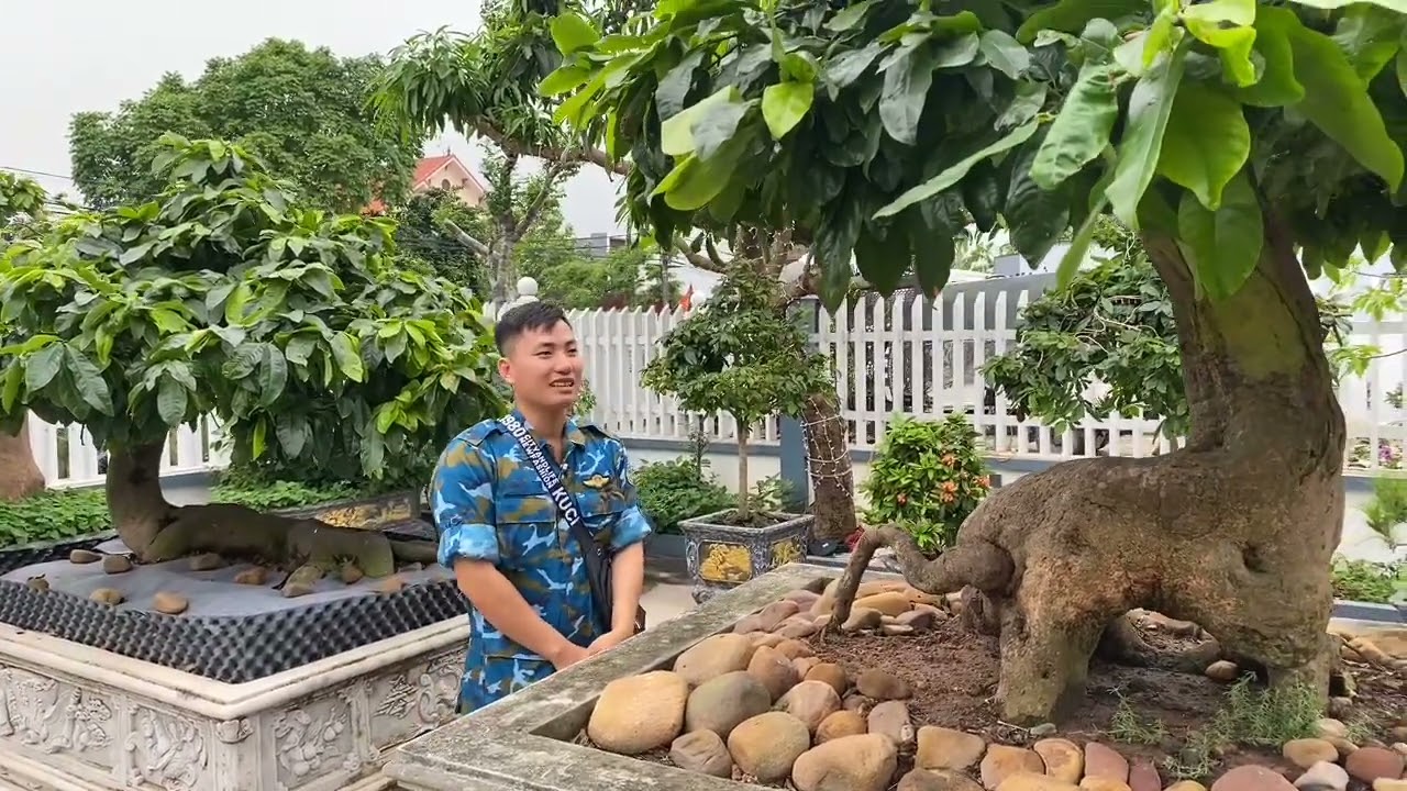 Công tác chuẩn bị ,ngày hội giao lưu các nhà vườn mai vàng Yên Tử  -Đông Triều ( phần 1).