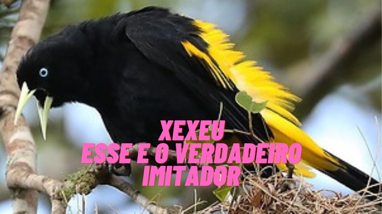 Música para dormir pássaro xexéu