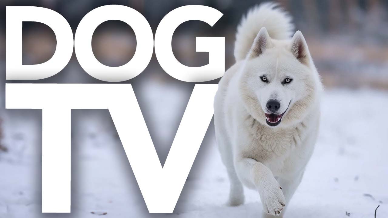 TV For Dogs: Interactive Dog TV | 20 Hours of Entertainment 🐕🌈