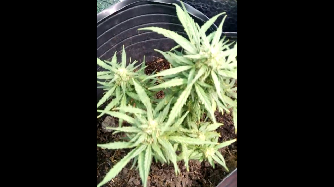 Grow Auto Purple Ryder & LSD Kush Regular (#2)
