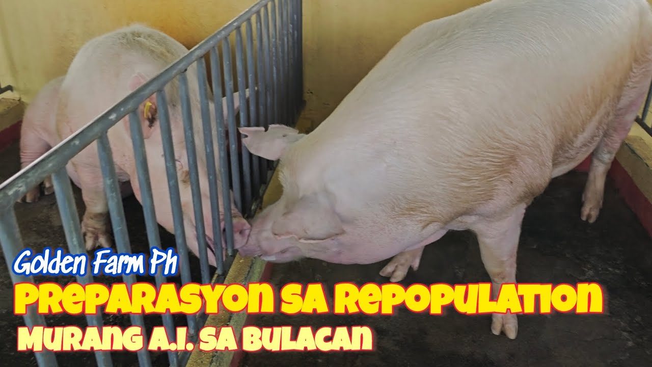 Mura at Magandang Lahi ng Baboy | Building Recommendations para sa Golden Farm Ph