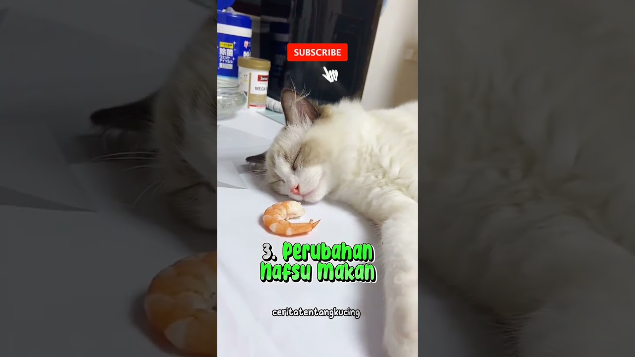 Apa Ciri-ciri Kucing Sakit? 😿🐈 