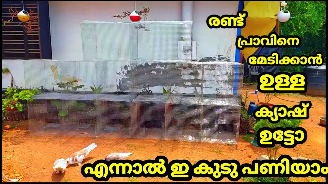 34പ്രവുകളെ ഇടാൻ പറ്റിയ ലോകത്തിലെ ഏറ്റവും വിലകുറഞ്ഞ കുടു...# low rate pigeon cag#..