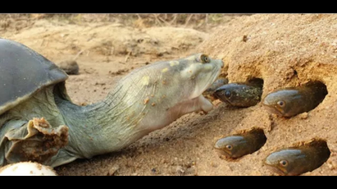 Unique hunting style in riverside. Monster tortoise hunting in fish hole. Turtle hunting small fish.