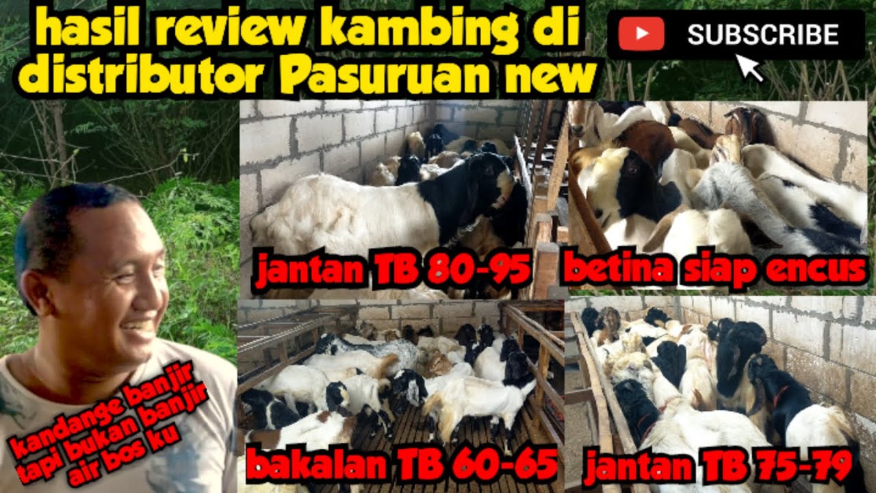 Harga kambing murah di kandang distributor kambing Pasuruan 