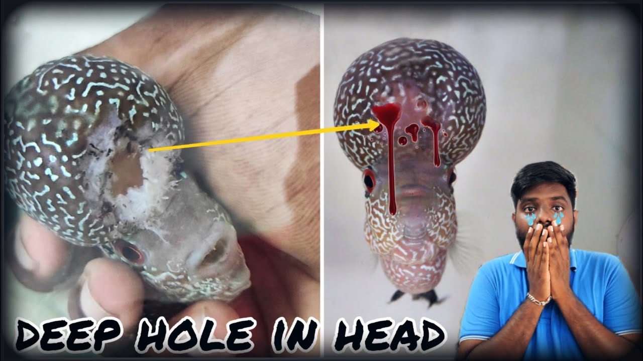 Flowerhorn fish hump damage | மீன் மண்டையில் ஓட்டை