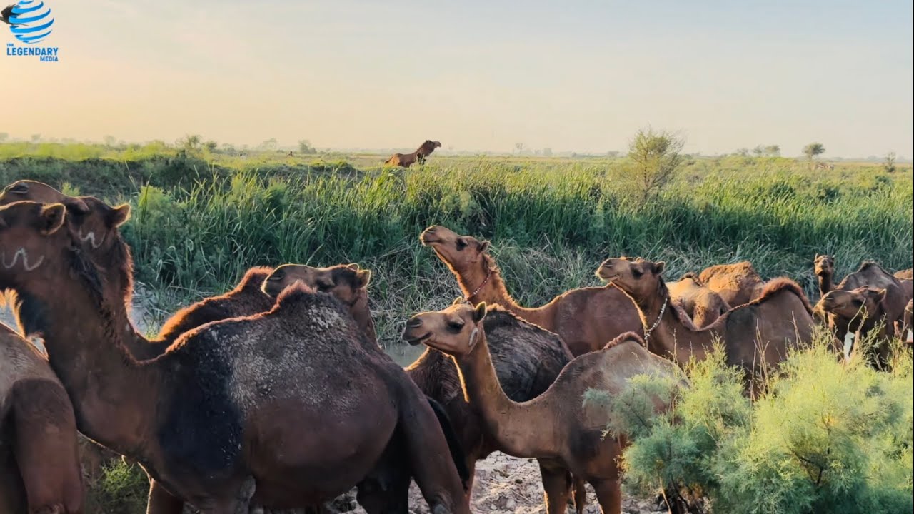 Hundreds Of Camel Going On The Road | Camels Drinking | Camels depart