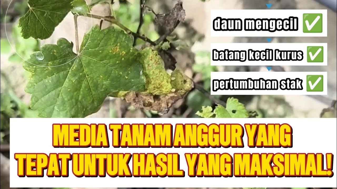 Media Tanam Anggur yang Tidak Produktif menjadi Poros dan Subur!
