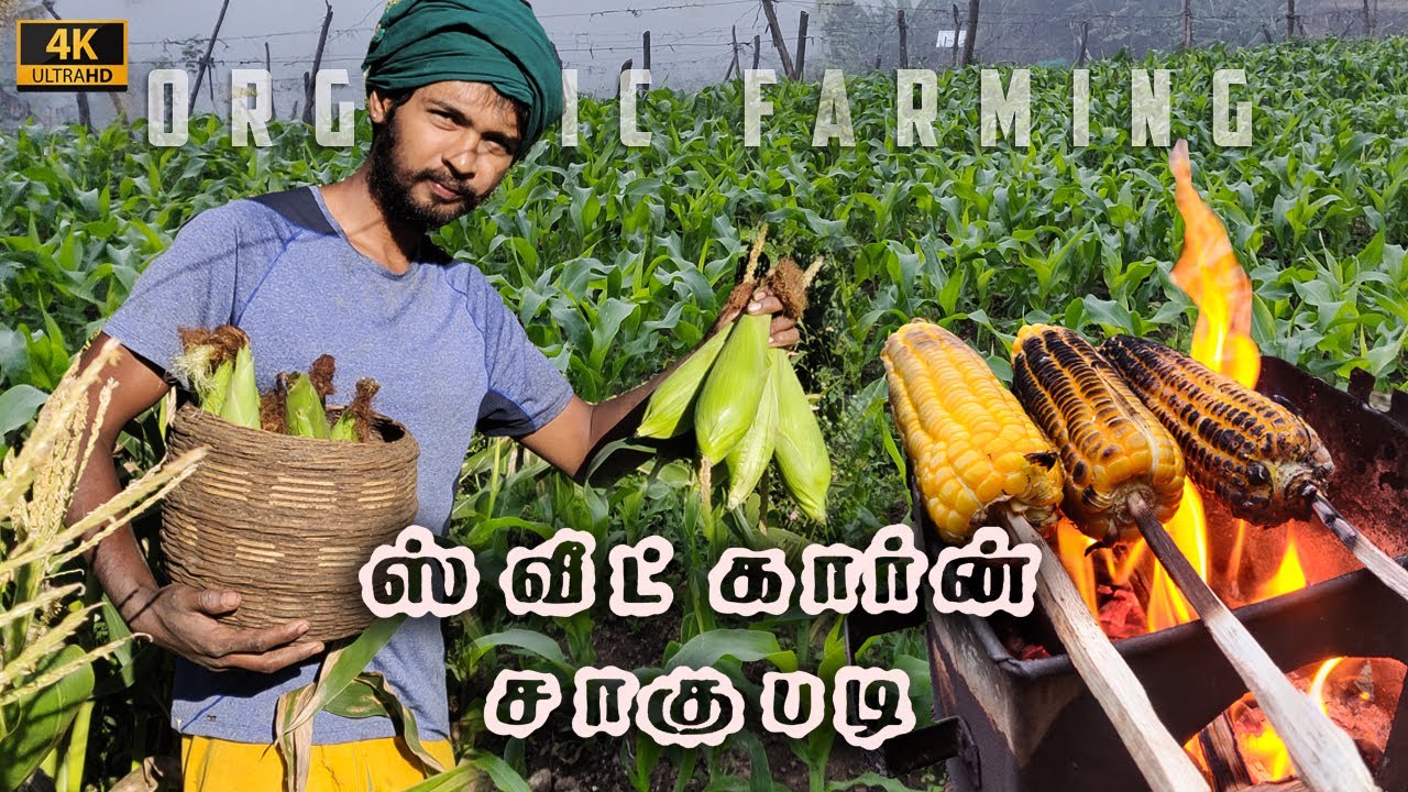Life of Farmer 👨&zwj;🌾 | 100 DAYS IN 5 MINUTES | Growing Sweetcorn and Cooking | Tamil Native Farmer