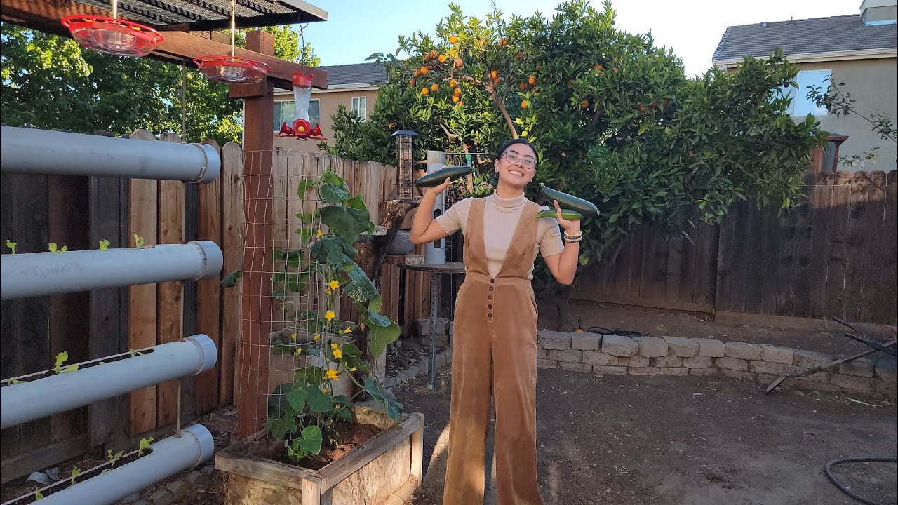Our First Fresh Harvest🌿Zucchini 10 inches long-We have visitor in our Garden to See the Hummingbird