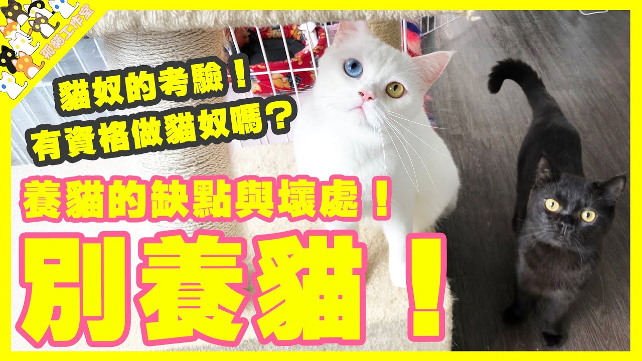 【孤貓工作室】別養貓！養貓的缺點與壞處！貓奴的考驗！你有資格做貓奴嗎？養貓不簡單！