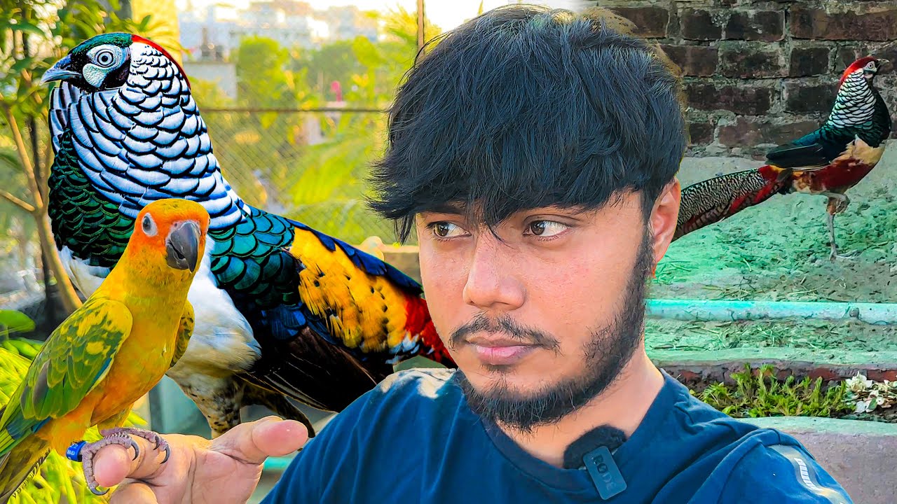 ফিসেন্ট গুলোর উপর ম্যাংগো অনেক রাগ 😂