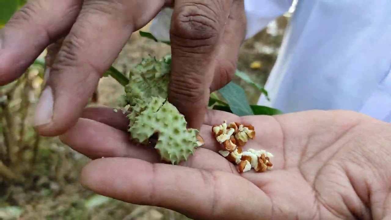 गाय भैंस के दस्त पतला गोबर एक खुराक में बंद || Cow buffalo diarrhea thin dung closed in a day