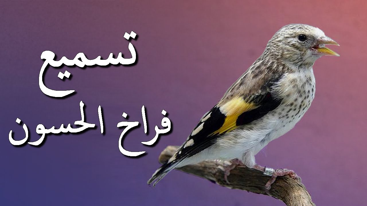 تسميع وتلقين فراخ الحسون | طرق التلقين؟ وكيفية اختيار الفرخ المناسب للتلقين؟