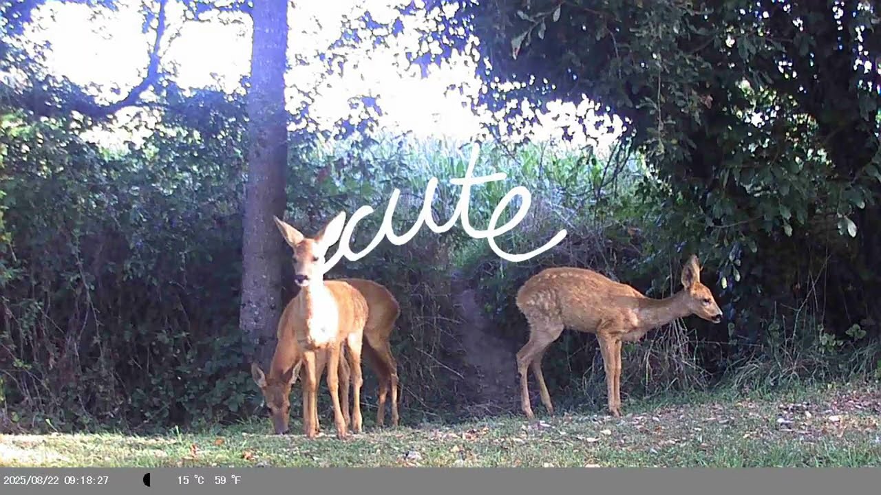 Asara - Cute (Official Video)