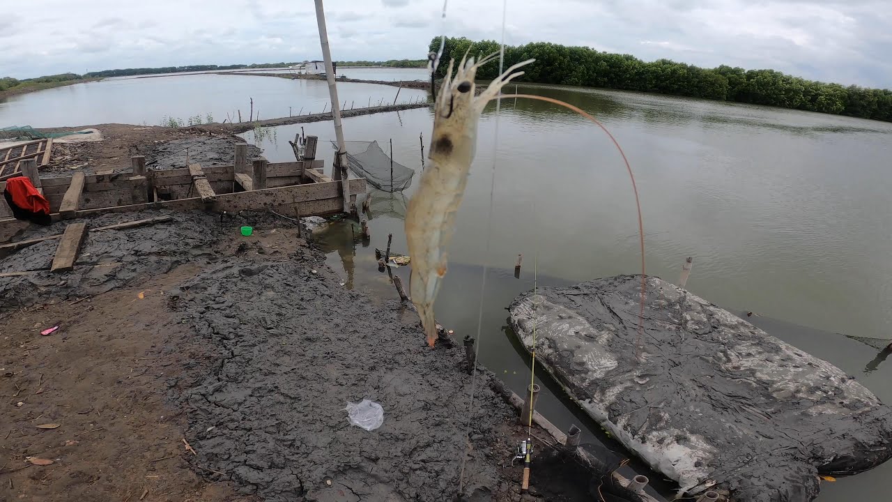 Spot Mancing impian ! Barracuda GT Kakap Putih Besar, Tambak Cina Muara Gembong
