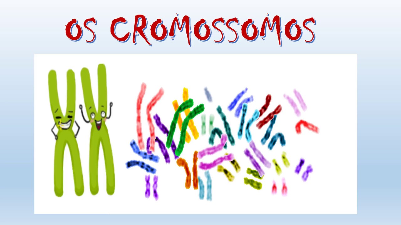 OS CROMOSSOMOS