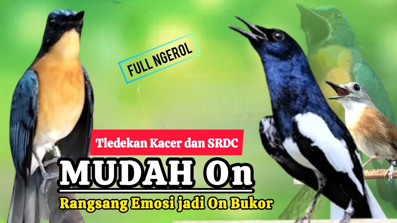 TERBUKTI AMPUH, MERANGSANG EMOSI TLEDEKAN GUNUNG, SRDC DAN KACER