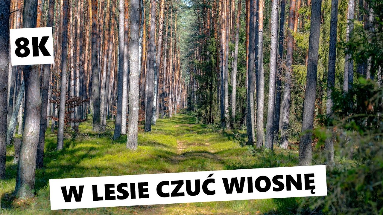 Pierwsze oznaki wiosny w polskim lesie [8K]