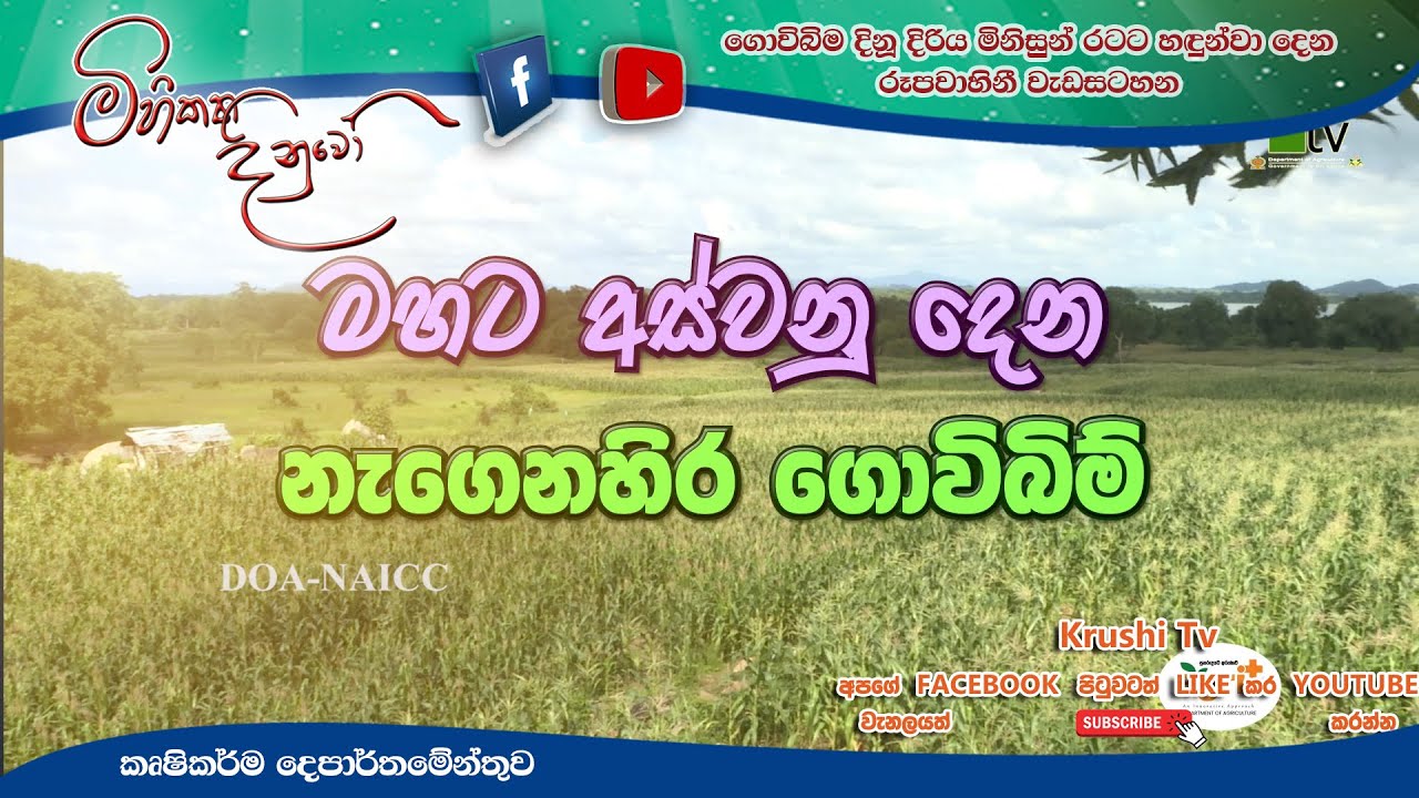 Mihikatha Dinuwo TV Program | මහට අස්වනු දෙන... නැගෙනහිර ගොවිබිම් | 2026-01-16 | Krushi TV