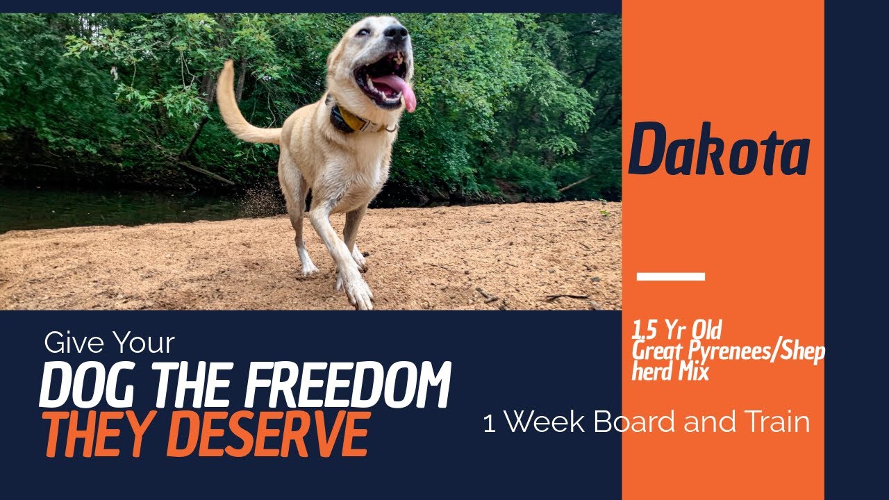 1 1/2 Yr old Great Pyrenees Shepherd Mix, Dakota | 1 Week Board and Train | Greenville Dog Trainers
