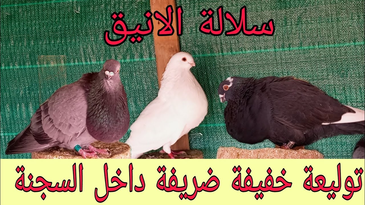 توليعة داخل السجنة ف #السيفيانوس_المغربي #سلالة_الأنيق الله يبارك #explore #اكسبلور #المغرب #birds 