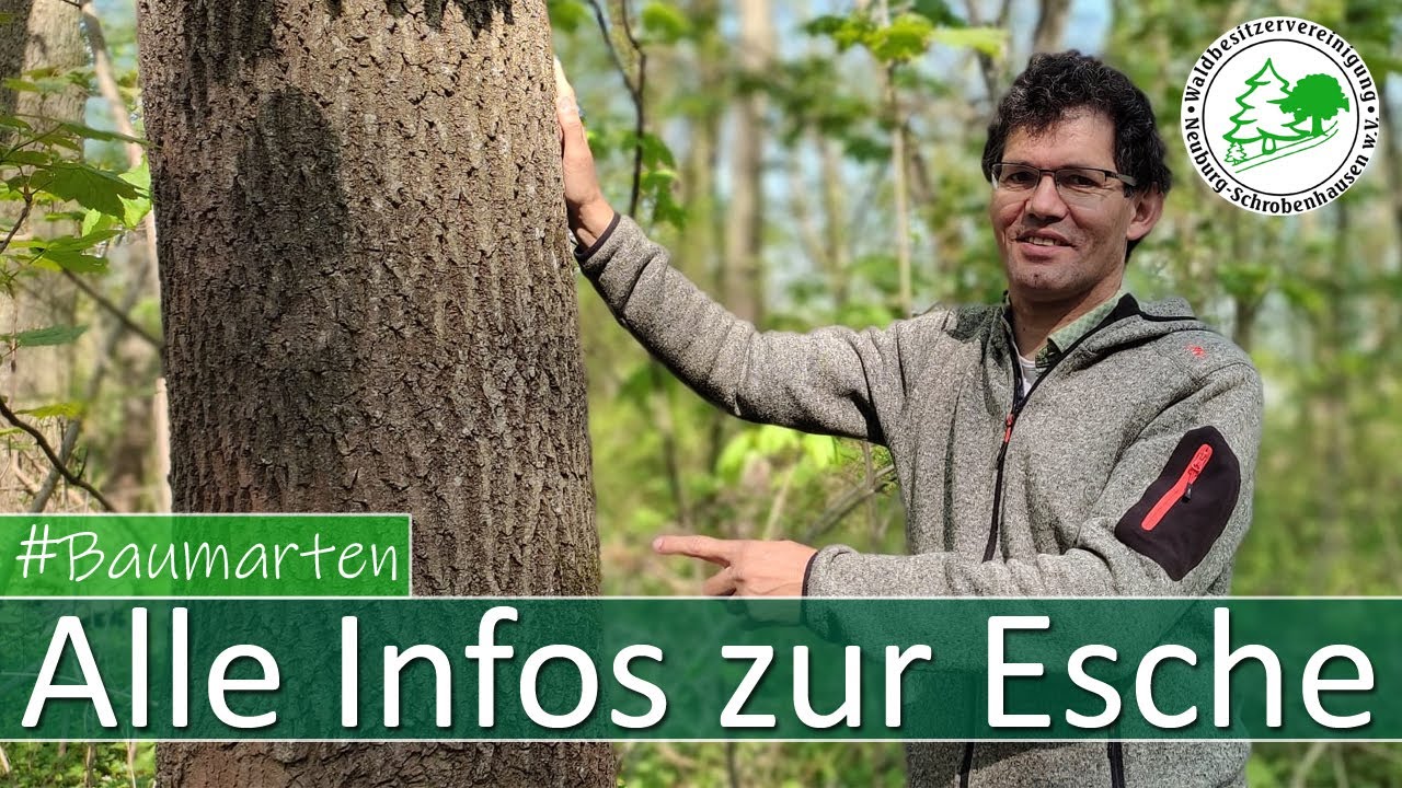 Alle Infos zur Esche und zum Eschentriebssterben
