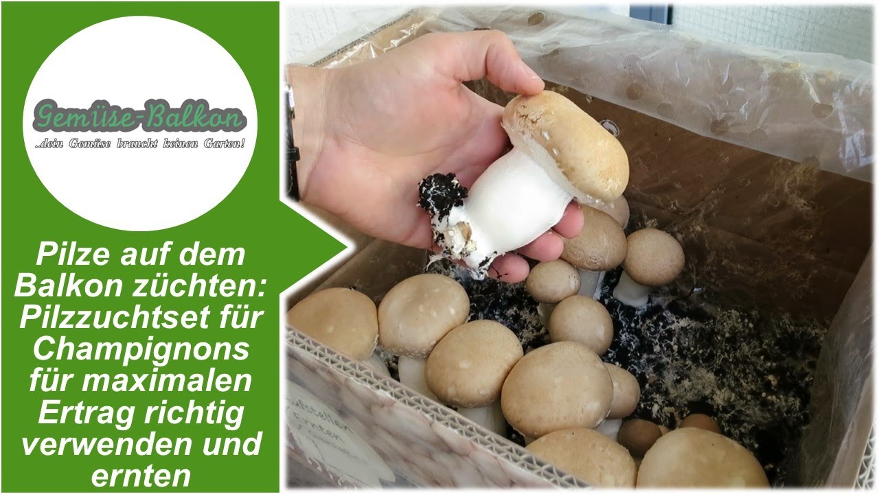 Pilze 🍄 auf dem Balkon z&uuml;chten: Champignon-Pilzzuchtset f&uuml;r maximale Ernte 📥 richtig verwenden.