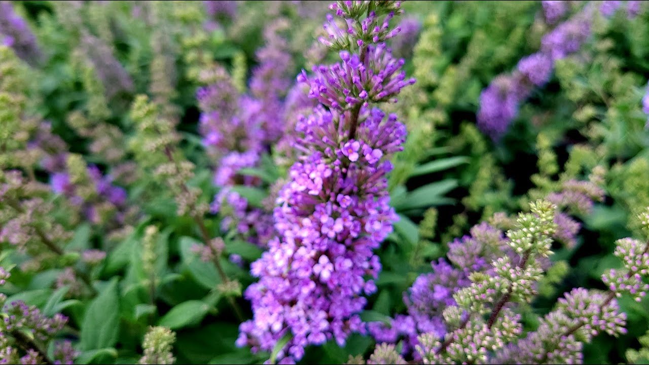 Buddleia 'High Five Purple' (Butterfly Bush) // AMAZING, NEW, Compact Free-Flowering Purple💜 Beauty!