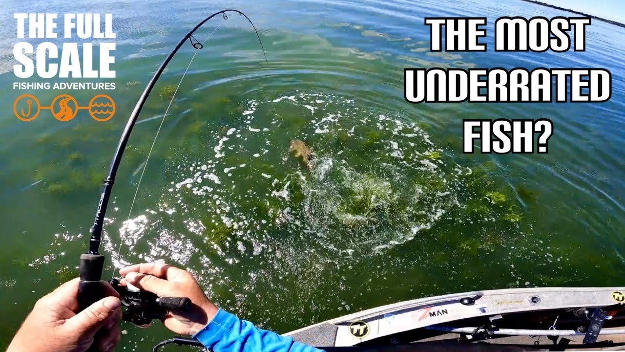 The Most Underrated Fish? | The Full Scale