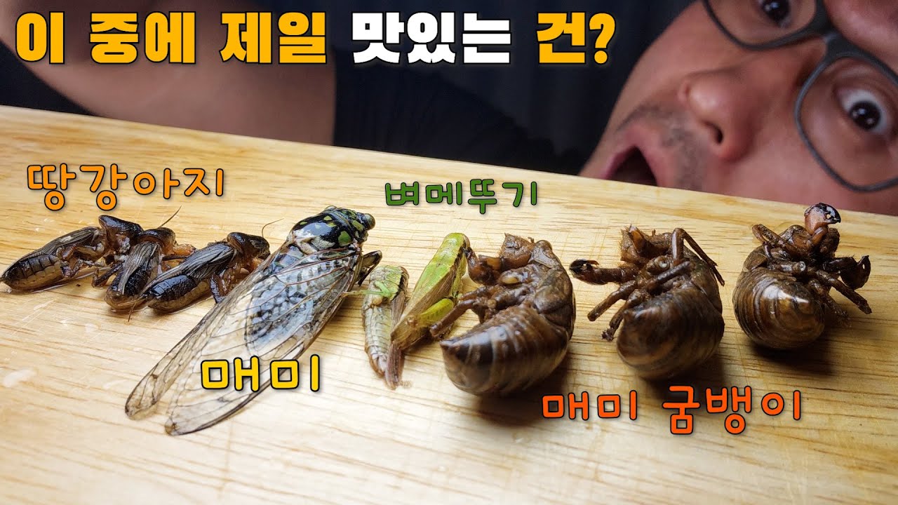 이 중에 진짜 ‘맛있는 놈’이 있다 (※박쥐먹방..ㄷㄷㄷ)