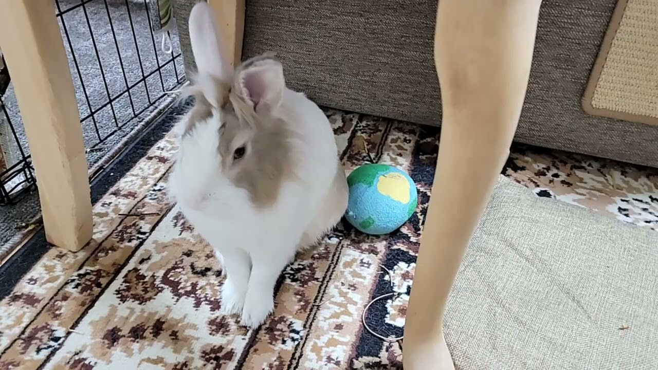 Watch the new sitting place for bunny mofu! #mofu #bunny #rabbit #cute #かわいい #可愛い #ペット #動物 #fyp #うさぎ