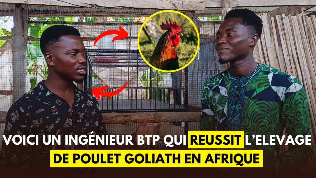 REUSSIR L'ELEVAGE DE POULET GOLIATH EN AFRIQUE PEU IMPORTE VOTRE PROFESSION INITIALE
