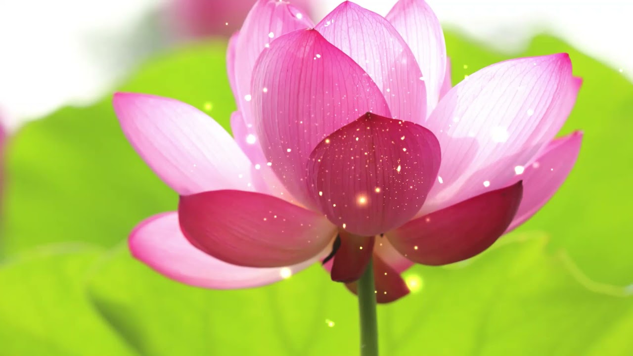 MUSICA CLASICA EXTRA RELAJANTE | IMAGENES DE FLORES | CLASSICAL MUSIC | RELAXATION | FLOWER IMAGES