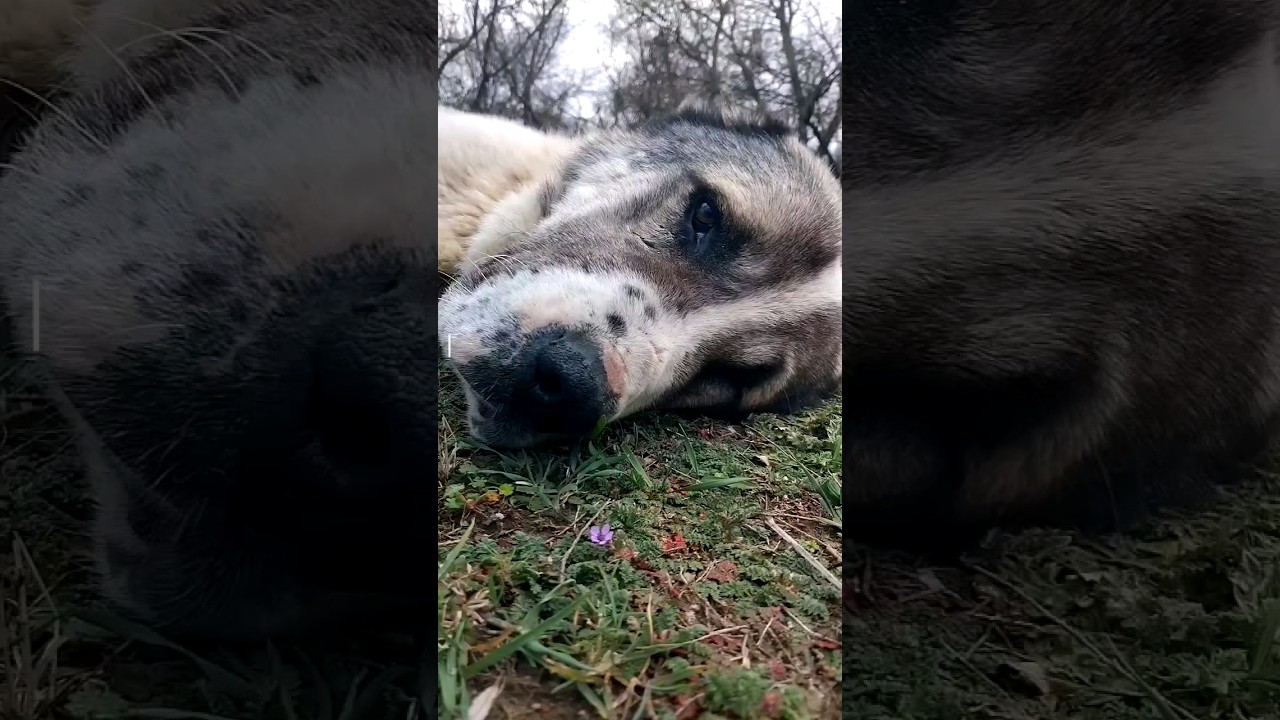 Fighting for a worthless person brings nothing but despair and exhaustion.#shorts#deepfact#deepfacts